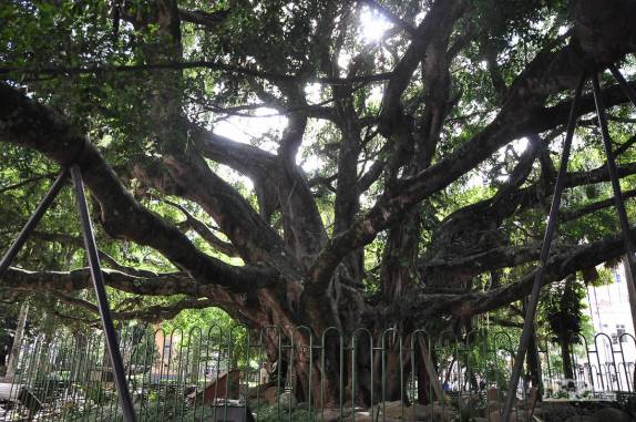 A famosa e amada figueira centenária, na Praça XV de Novembro, no centro de Florianópolis, Santa Catarina